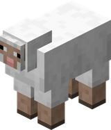Sheep