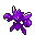 Scizor